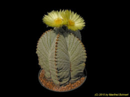 Astrophytum myriostigma 790